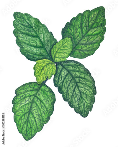 Watercolor fresh lemon balm leaves illustration. Hand drawn melissa officinalis herb sprig isolated. Botanical illustration used for aromatherapy branding, herbal tea packaging, organic cosmetics.