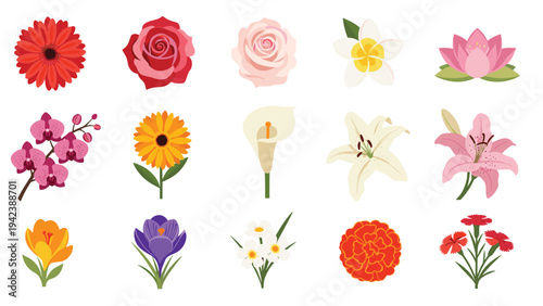 Large collection of various common garden and floral shop flowers including roses lilies orchids and daisies on a white background.