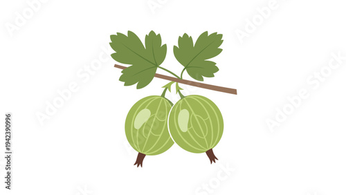 Detailed illustration of two green gooseberries on a thin branch with leaves showing the natural texture and veins of the fruit for botanical use.
