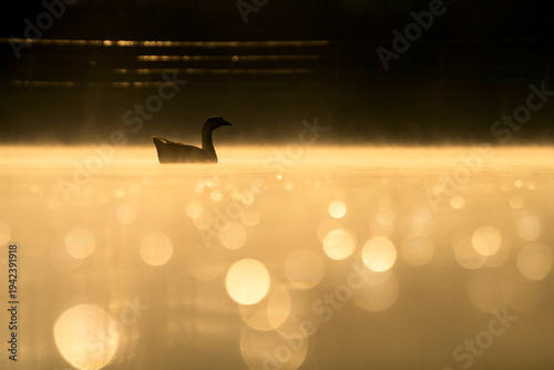 Photography Birds and animals in wild nature