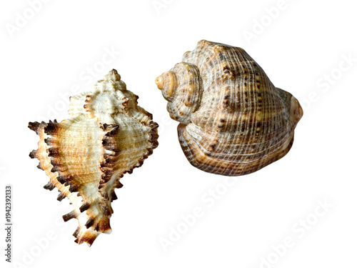 Tableau sur toile Two different seashells, murex and rapa whelk, isolated on white