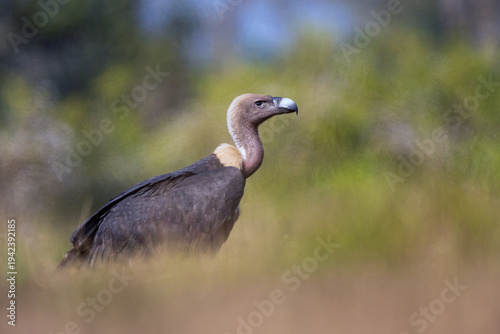 Canvas Print Birds and animals in wild nature