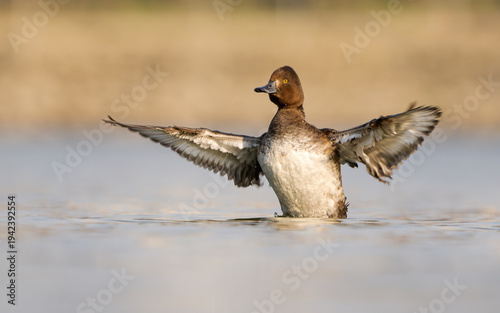 Canvas Print Birds and animals in wild nature