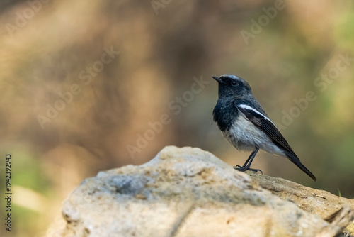 Photography Birds and animals in wild nature