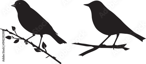 Birds sitting on branch black silhouette vector 