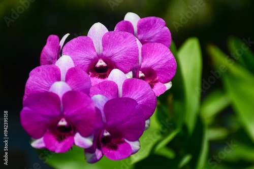 Group of Vibrant Dark Purple Dendrobium Orchid Flowers in Full Bloom