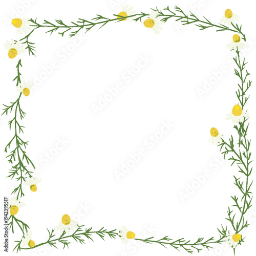 ジャーマンカモミールのボタニカルフレーム / botanical frame -German Chamomile