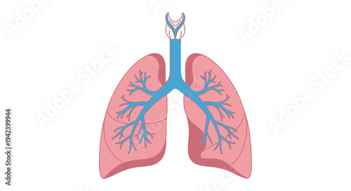 Vector illustration of human lungs and respiratory system, ideal for medical education and anatomical study