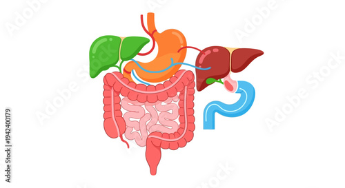Flat 2D Vector Illustration of the Human Digestive System and Associated Organs