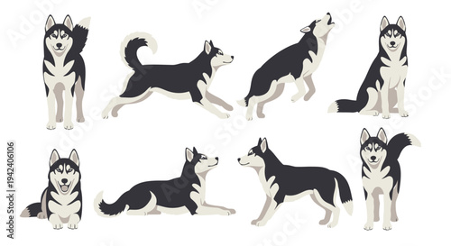 Collection of Siberian Husky Dog Vector Illustrations in Multiple Poses Including Running Howling Sitting and Standing Isolated on a Clean White Background.