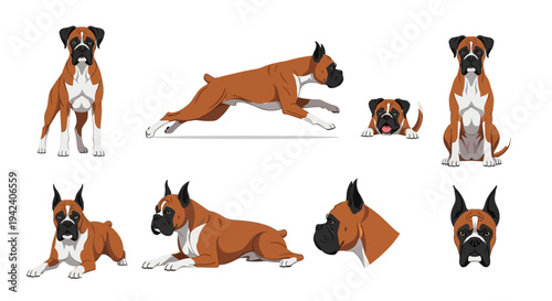 Collection of Boxer dog illustrations in different poses like running, sitting, and lying down on a white background, perfect for pet-themed graphic design projects.