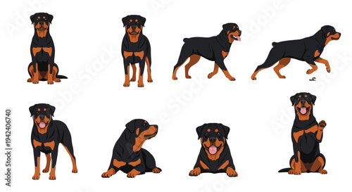 Detailed Rottweiler dog character set with multiple poses like sitting, standing, and running on a white background for animal-themed graphic design projects.