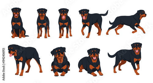 Comprehensive Set of Nine Rottweiler Dog Illustrations in Various Poses Including Sitting Standing Running and Lying Down Isolated on a Clean White Background.