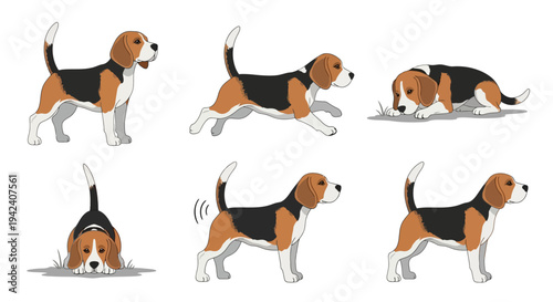 Beagle Dog Illustration Set with Various Poses like Running Standing and Lying Down, Cute Tricolor Hound Puppy Vector Graphics for Pet Care and Animal Designs.