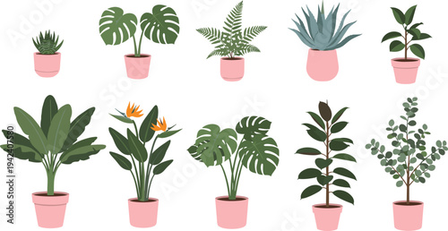 Collection of indoor houseplants in pots including monstera fern agave and tropical plants isolated vector set