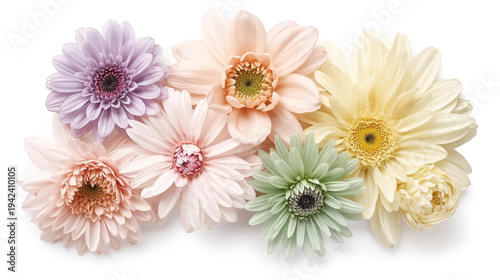A beautiful horizontal arrangement of pastel-colored gerbera daisies, including purple, orange, pink, green, yellow, and cream, on a clean white background.