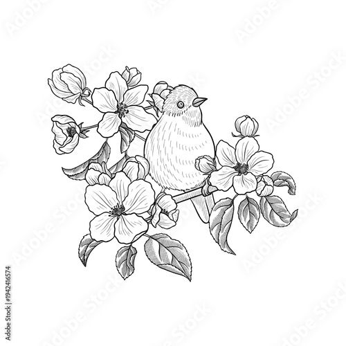 vector vintage drawing fruit flowers and bird , apple tree bloom with leaves isolated at white background, hand drawn illustration