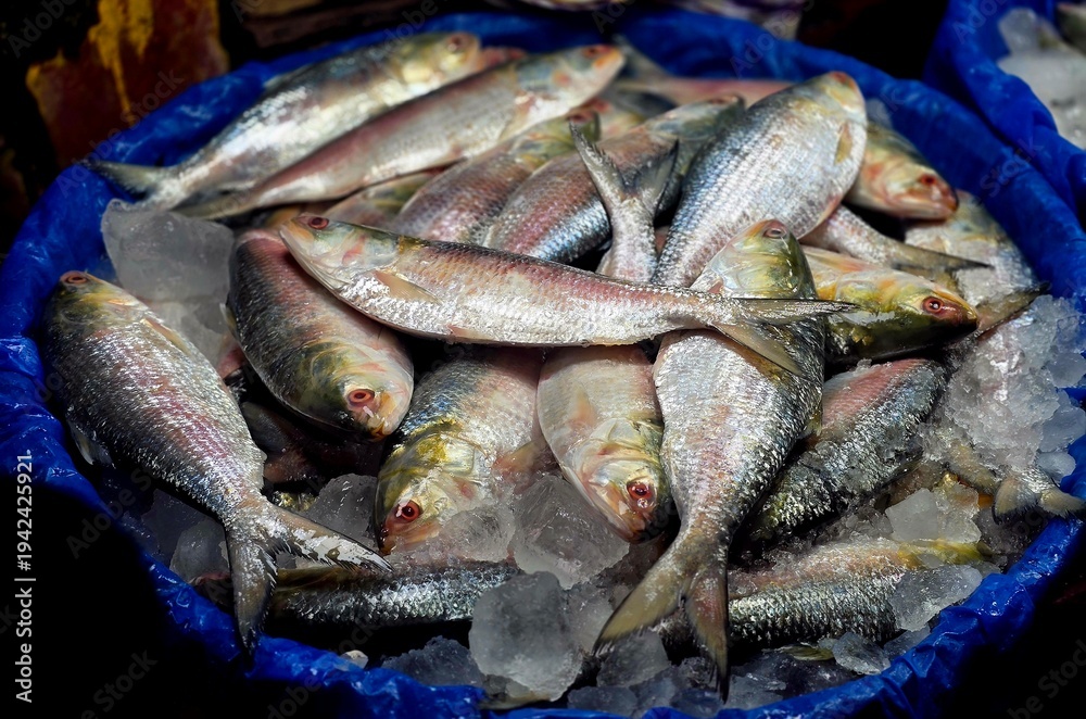 Fototapeta premium Hilsa (Tenualosa ilisha), locally known as Ilish
