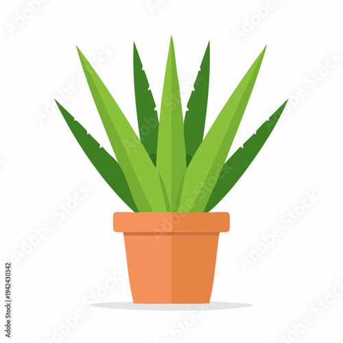 Aloe Vera plant in terracotta pot on white background