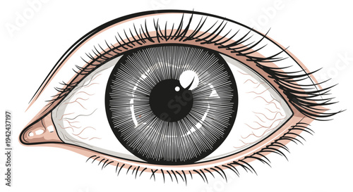Realistic close-up drawing of human eye capturing intricate details of iris, pupil, eyelashes, and reflections in minimalist color palette.