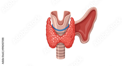 Anatomical illustration of the human thyroid gland and larynx showing endocrine system structure and biology details on a plain white background.