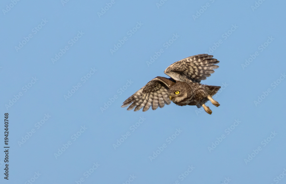 Fototapeta premium Little Owl in a natural habitat