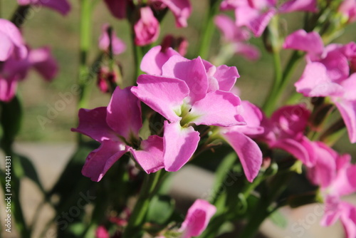 Hoary stock, Matthiola incana or Matthiola longipetala