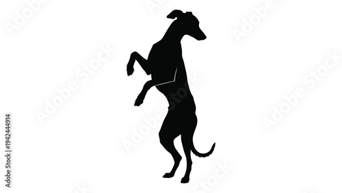 A striking silhouette of a greyhound playfully rearing up on its hind legs
