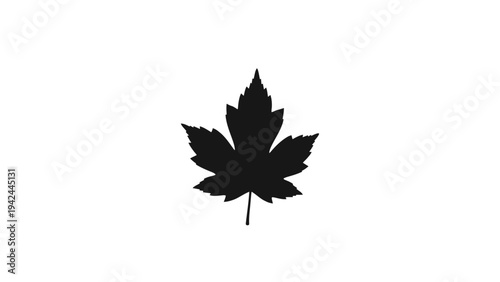 maple leaf isolated on white
