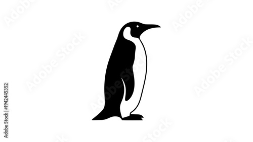 Penguin standing on white background alone.