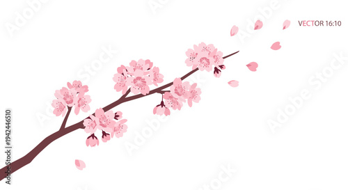 Cherry blossom branch with pink flowers and falling petals