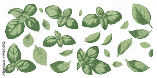Basil Leaves Collection Featuring Whole Sprigs Individual Leaves Herb Botanical Ingredient Cooking Garden Plant Vector Illustration