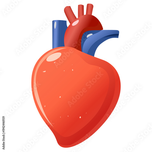 Human Heart Anatomy Illustration Isolated on White Background for Medical and Biology Education
