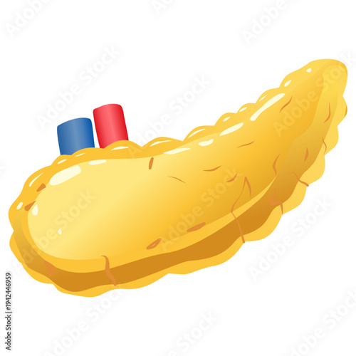 Human Pancreas Anatomy Illustration Isolated on White Background for Biology and Medical Education