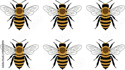 Honey bee insect vector set with detailed wings and striped bodies for nature education honey packaging and garden designs