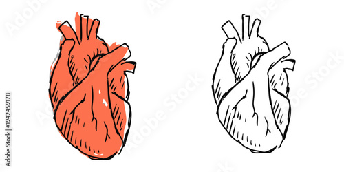 Set editable sketch drawing human heart vector for medical blogs. Ideal for symbolizing rough anatomy, hand drawn cardiology, and biology concepts.