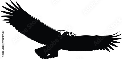 Billede på lærred Silhouette large majestic condor bird soaring in flight vector design