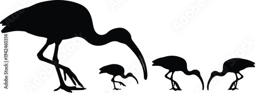 Silhouette of a large ibis bird with three smaller chicks foraging vector design