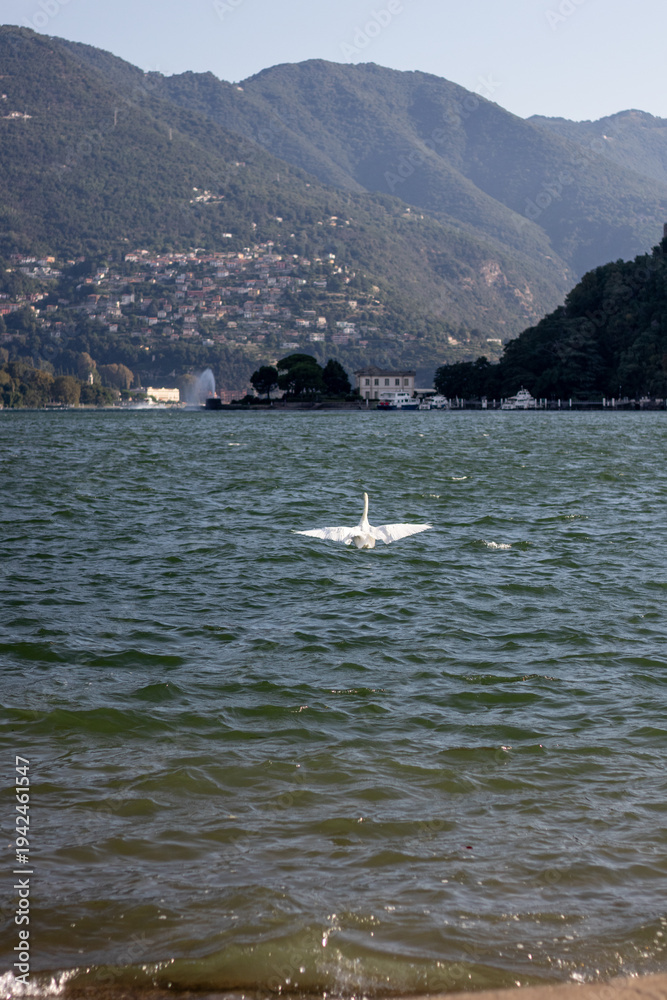 Obraz premium A white swan spreads its wings on a rippling blue lake with a scenic backdrop of mountain slopes, a lakeside town, and a water fountain under a clear sky during daytime.