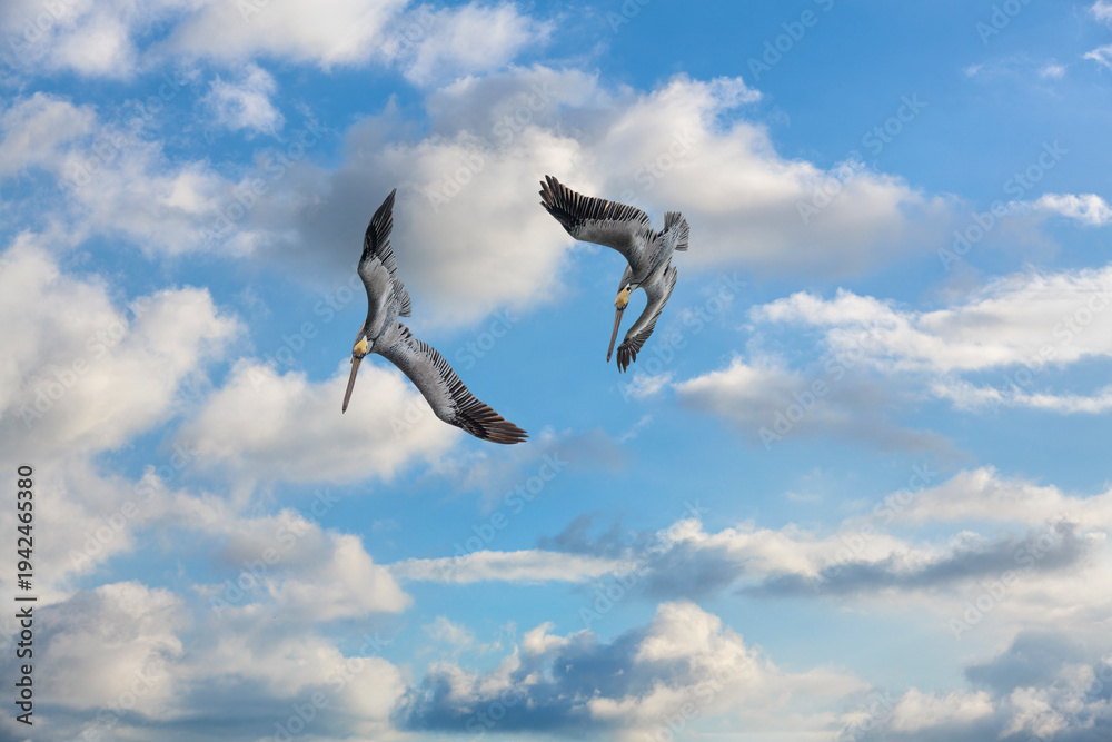 Obraz premium Two Pelicans Diving Towrads The Ocean Against a Sunny Blue Cloud Filled Sky