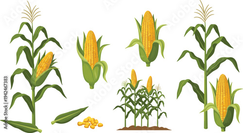 Corn Plant Growth Stages Vector Set with Maize Plants, Corn Cobs, Kernels and Field Crop Illustration for Agriculture and Farming Design