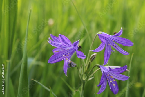 Fotografie Ixiolirion tataricum, Siberian lily or the lavender mountain lily purple flowers