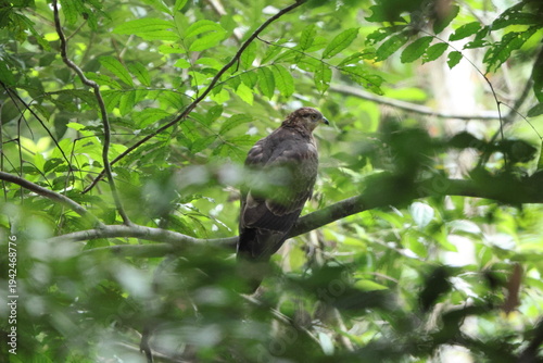 Tableau sur toile European honey buzzard (Pernis apivorus), also known as the pern or common pern,is a bird of prey in the family Accipitridae