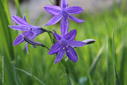 Ixiolirion tataricum, Siberian lily or the lavender mountain lily purple flowers 
