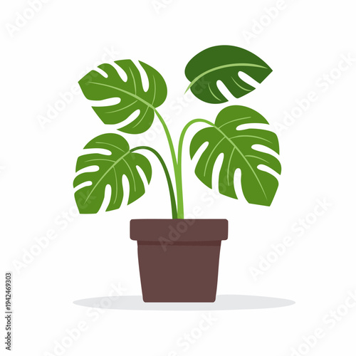 Flat illustration of a potted Monstera deliciosa plant