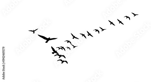 Flock of black bird silhouettes flying in V formation