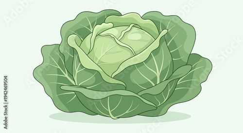 Fresh green cabbage head vegetable on light background