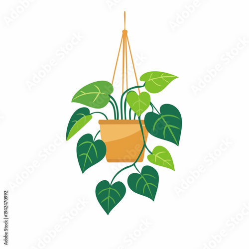 Hanging green potted plant in terracotta pot
