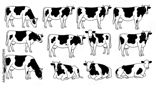 Simple black and white illustration of cows showcasing different poses and behaviors in a grid layout for educational or agricultural purposes.