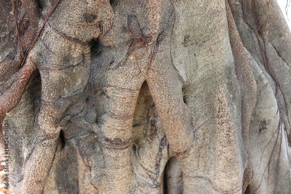 Obraz premium Abstract natural texture of tangled tree roots and bark.